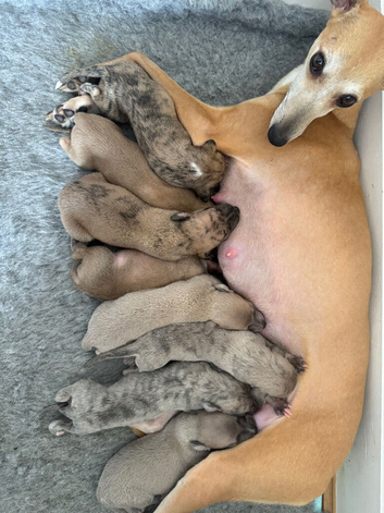 Exceptional litter of KC registered whippet puppies