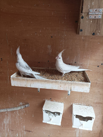 I have 2 Albino baby cockatiels for sale