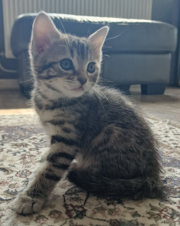 4 bengal x kittens