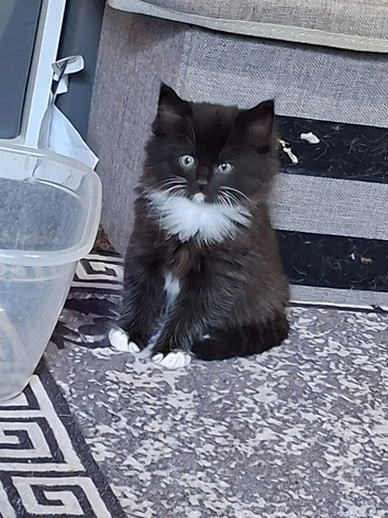 kittens ready to go