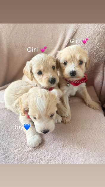 Beautiful cockapoo puppies for sale