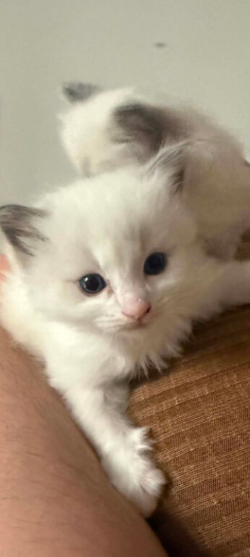 Ragdoll kittens