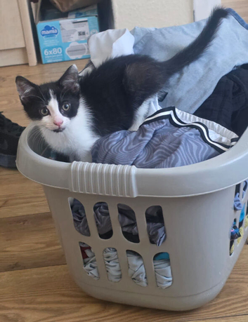 Buitifull Oreo the  kitten