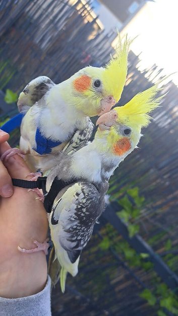 3 Male Cockatiels Looking For An Aviary