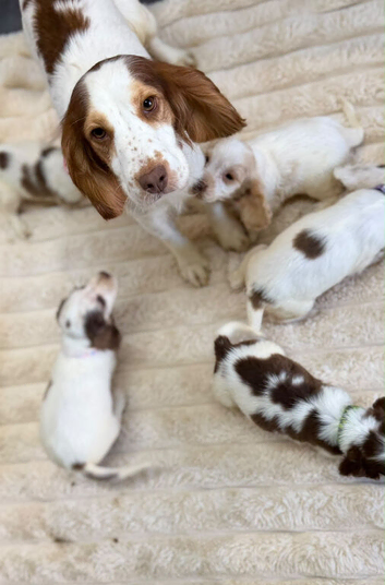 English cocker spaniel puppies
