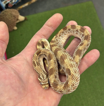 Young Hognose
