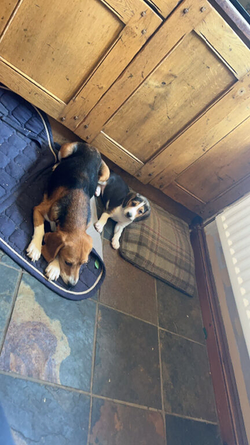 Stunning tri beagles