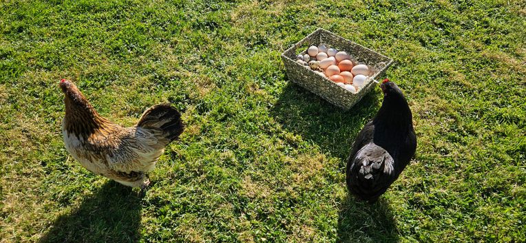 Fertile Eggs- Chickens & Quials