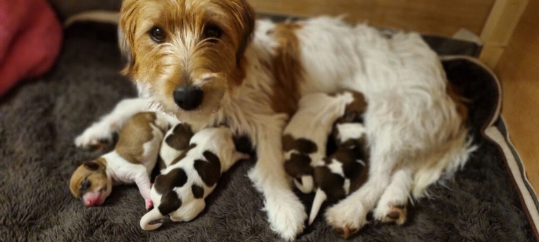 Jack russell puppies