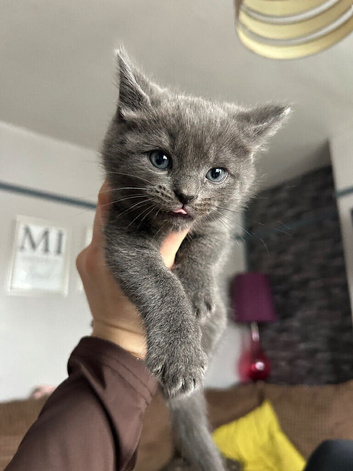 Kittens soon ready for a new loving home.