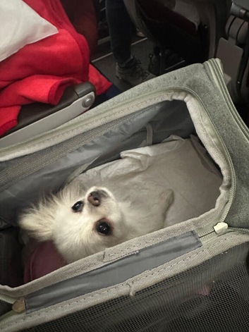 Small female Pomeranian