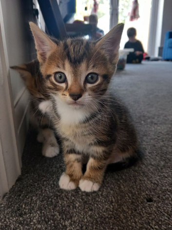 British short hair Maine coon X