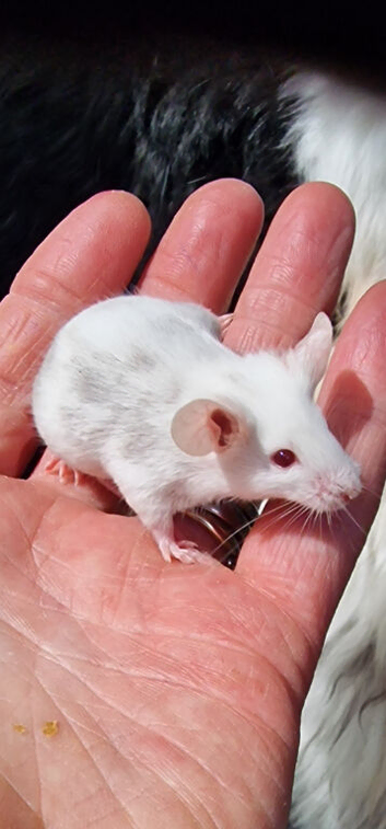 Young fancy mice