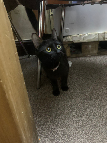 female 2 year old