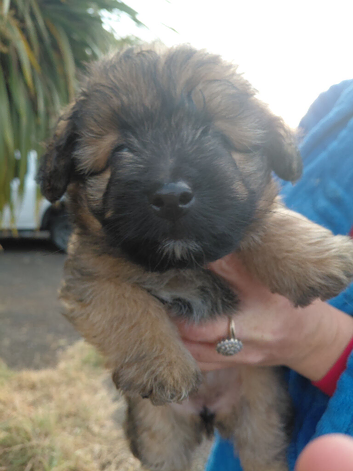 5 puppies