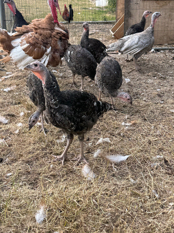 Bronze turkeys