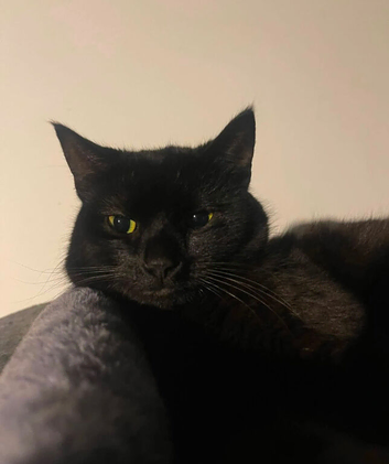 male cat