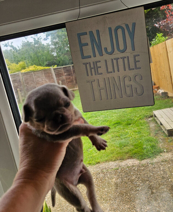 Pug litter