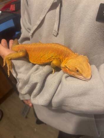 Breaded dragon and set up