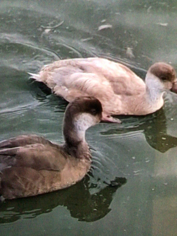 Red crested pochard and mandarins