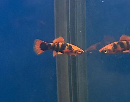 Red marble swordtails