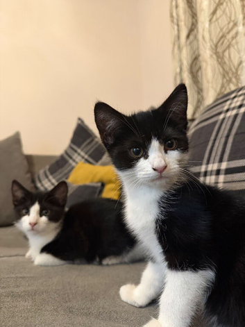 3 Kittens Looking for Loving Forever Homes - Luton