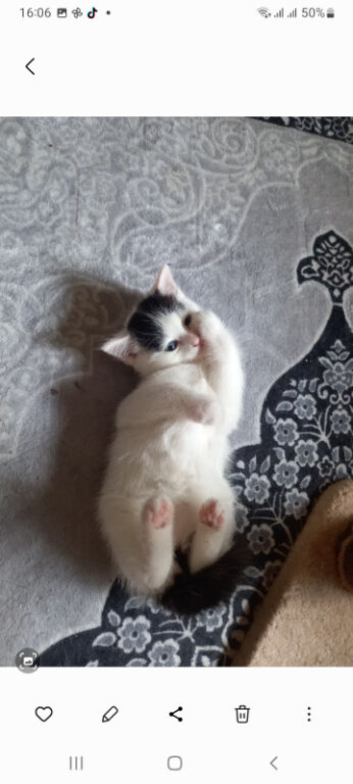 One female kittens