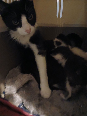 Male white kitten with black ears & tail