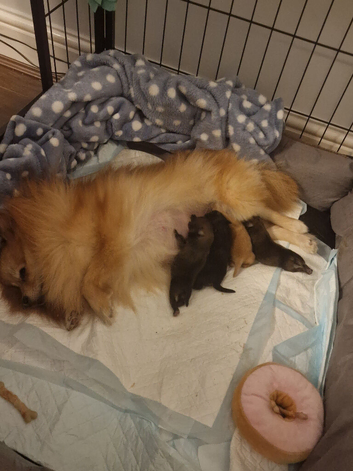 Boy pomeranian