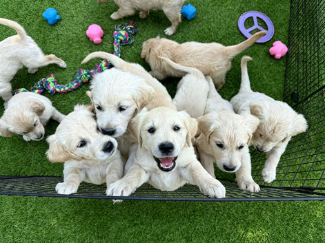 Old English Cream Golden Retriever Puppies