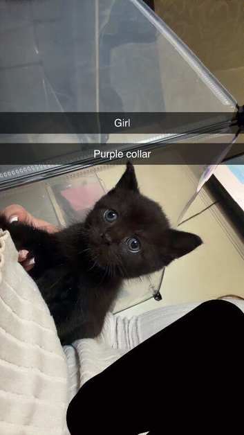 Kittens for sale