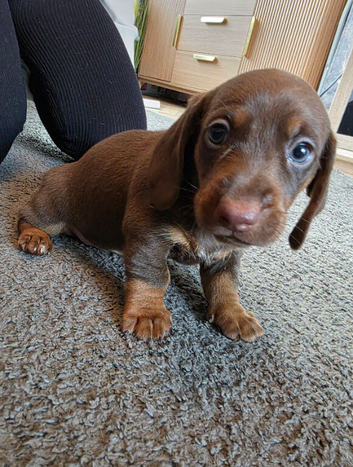 Beautiful miniature dachshunds