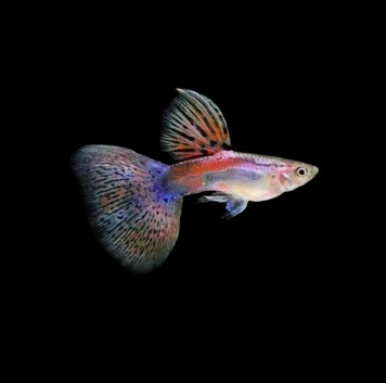 Red Grass guppies Breeding Pairs