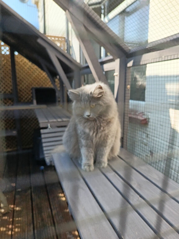 Gorgeous British blue longhair male (intact)