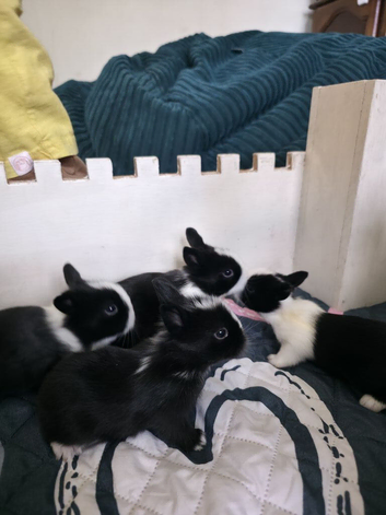 Baby bunnies - ready in 6 weeks