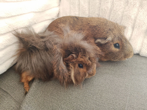 Pair of bonded boars agouti smooth and peruvian