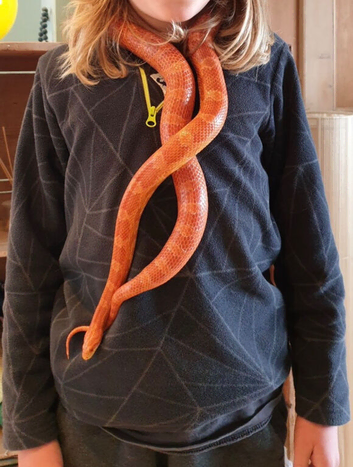 8-10 year old female corn snake with vivarium and whole set up