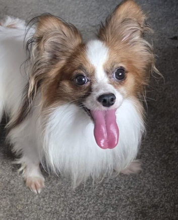 Red sable and white male papillon