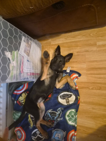 German shepherd