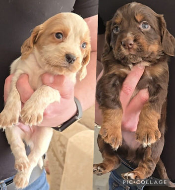 ** OUTSTANDING COCKER SPANIEL PUPS **