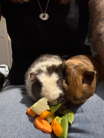 3x male guinea pigs