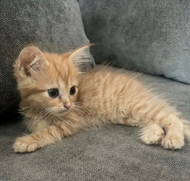 CUTE FLUFFY GINGER