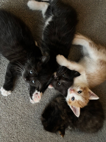 9 weeks old Kittens Looking for a Loving Forever Home!