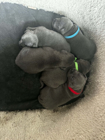 Lovely litter