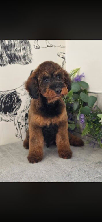 Gorgeous cuddly toy poodle