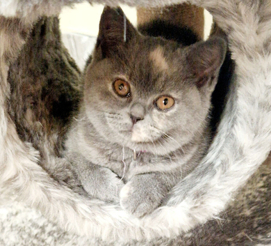 Pedigree British Shorthair Kittens