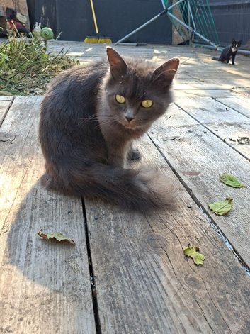 Female silver