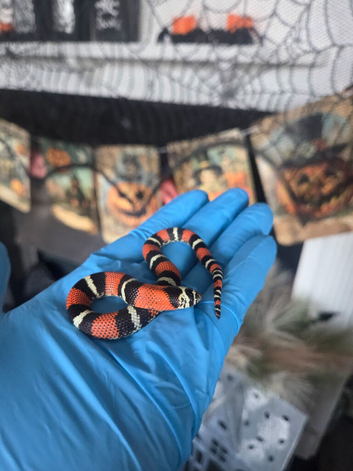 Tri Colour Hognose Snakes