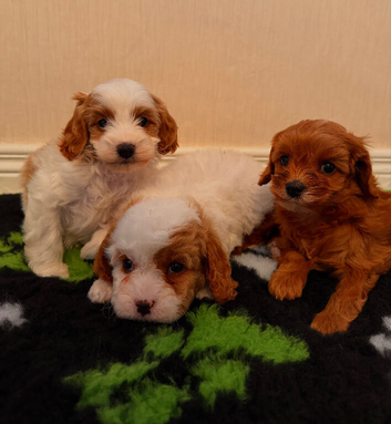 Cavapoo pups for sale