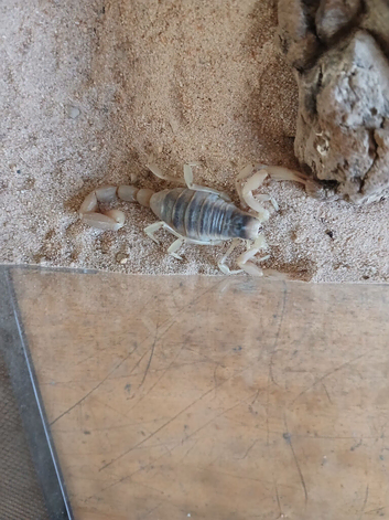 Desert hairy scorpion  and set up